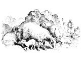 Srian sheep